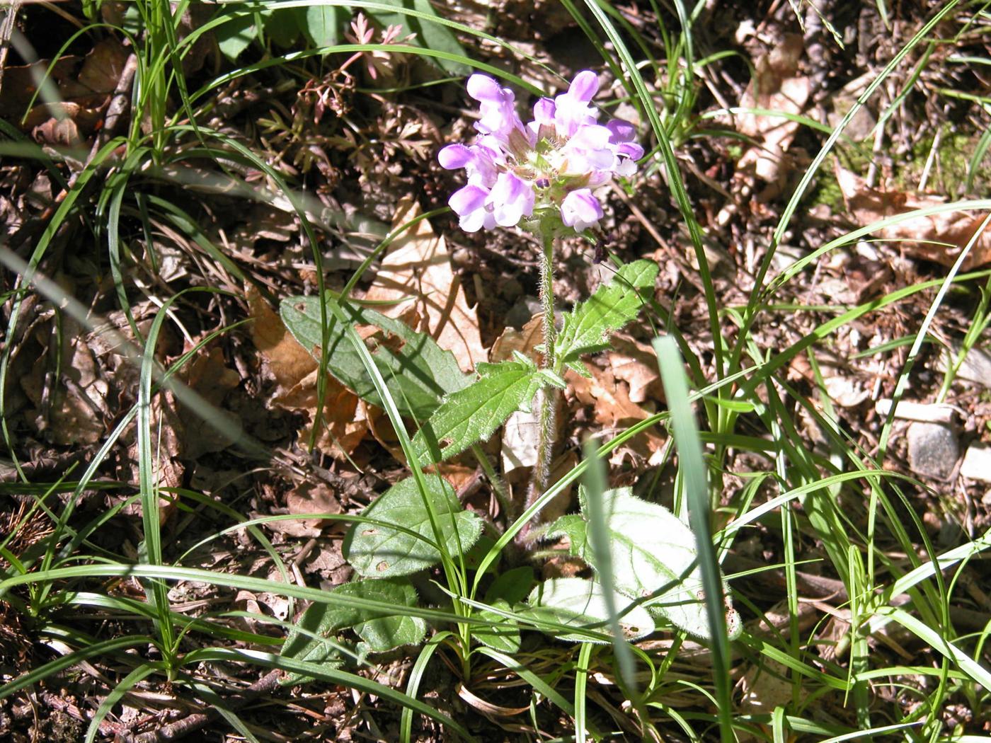 Self-Heal, Spear-leafed plant